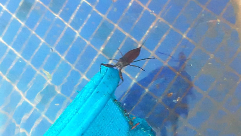 water bug in pool