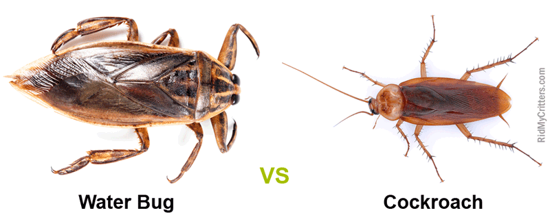 water bug vs cockroach