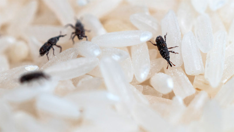 Tiny Black Bugs in Kitchen (How to Eliminate Them Effectively)