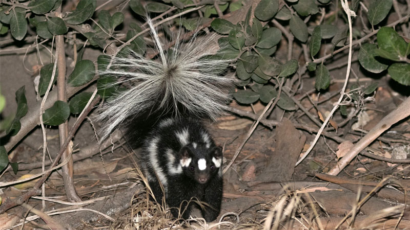 western spotted skunk