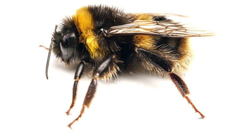 what does a bumble bee look like?