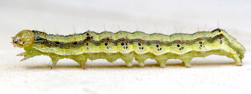 How to Get Rid of Caterpillars (in Your House or Garden)