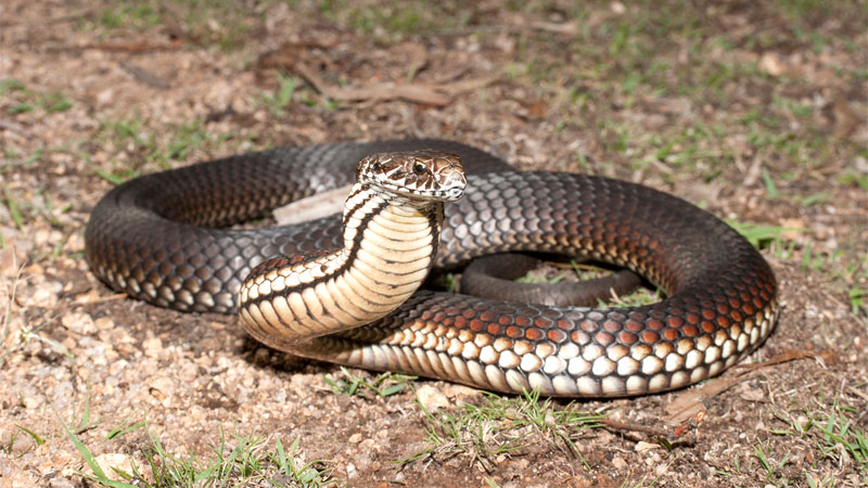 what a copperhead snake looks like