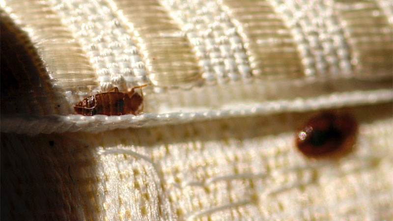 what do bed bugs hate