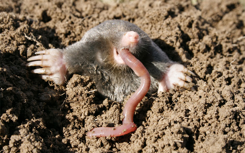 what do moles eat?