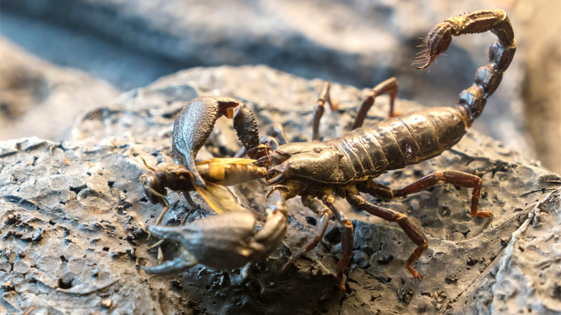 what do scorpions eat?