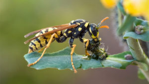 what do wasps eat