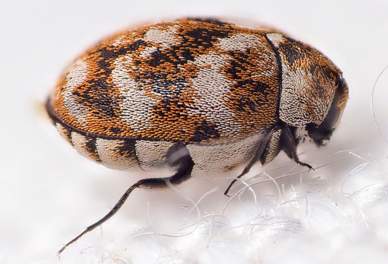 what does a carpet beetle look like