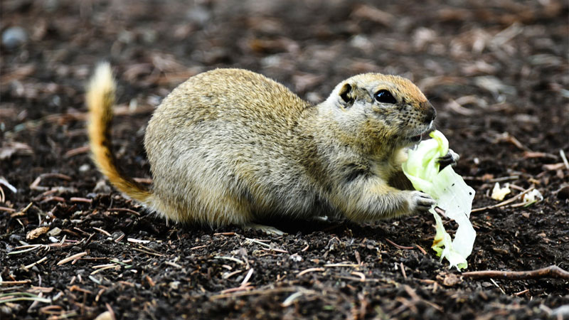 what do gophers eat