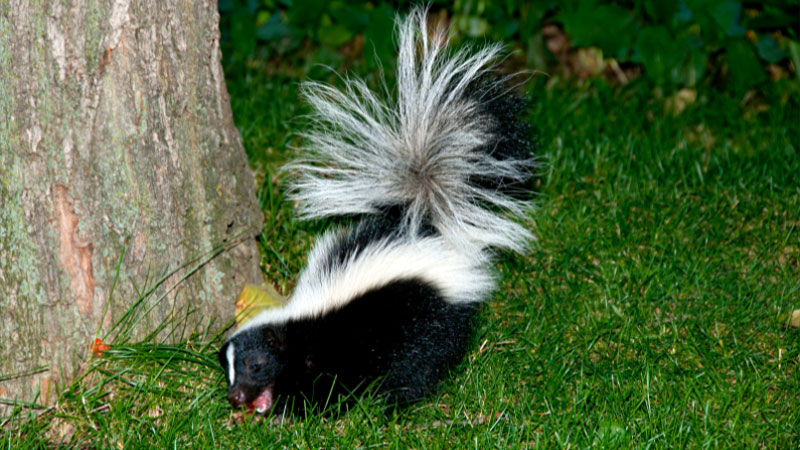 what do skunks eat