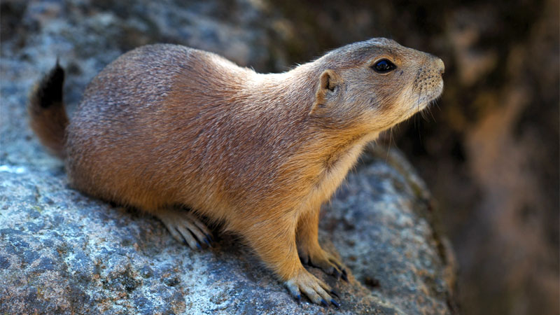 what does a gopher look like?