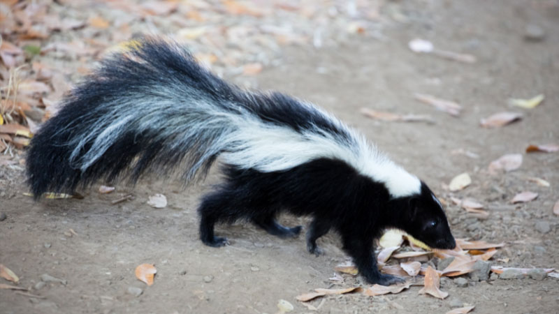 what a skunk looks like