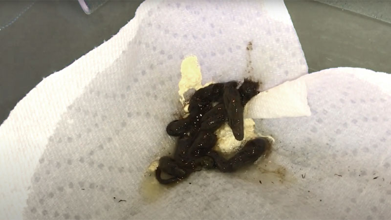 what snake poop looks like