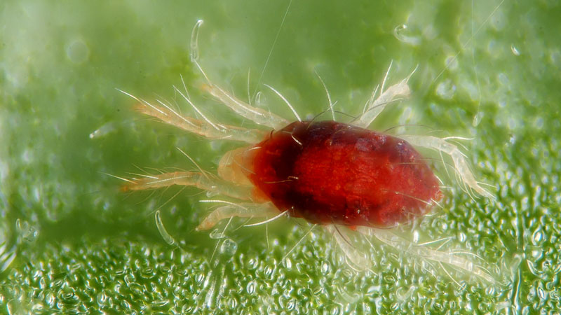 what a spider mite looks like