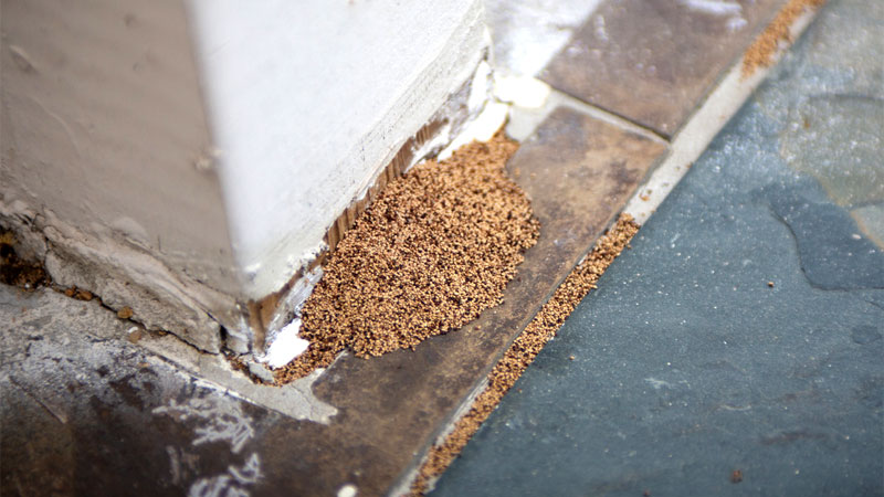 what termite droppings look like