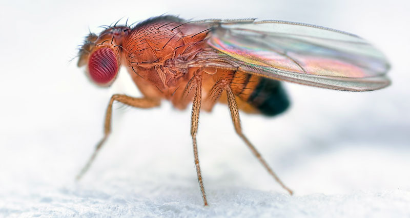 where do fruit flies come from