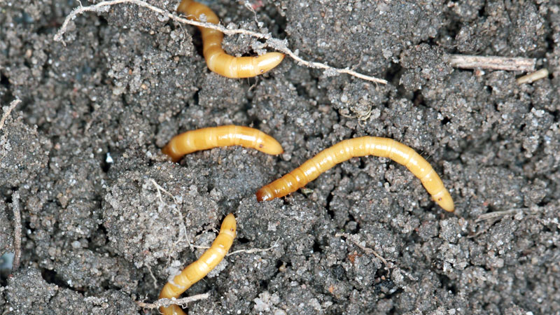 wireworms