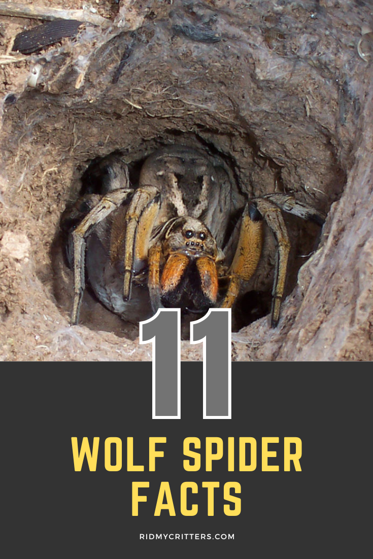 wolf spider facts