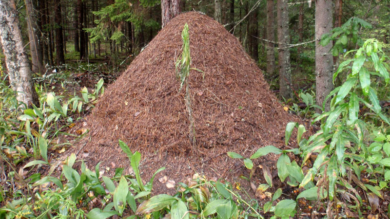 wood ant mound