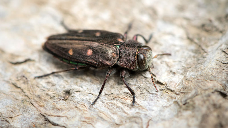 wood boring beetle
