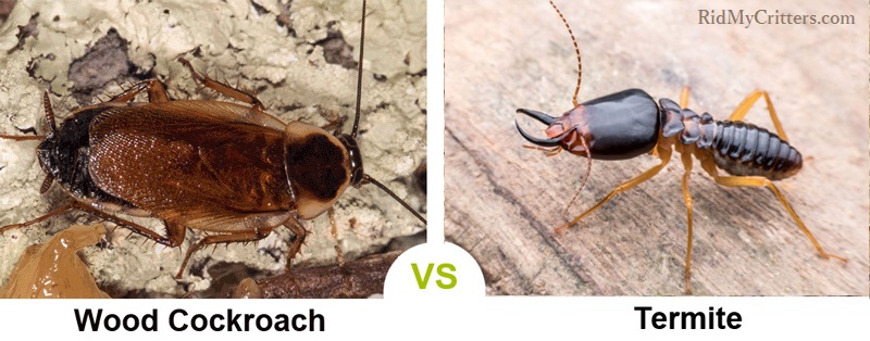 wood roach vs termite