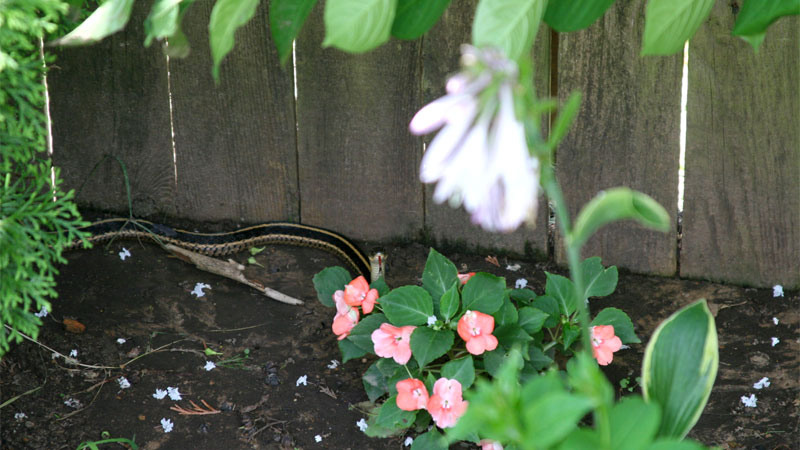 yard with garter snake