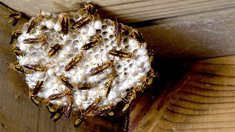 yellow jackets nest