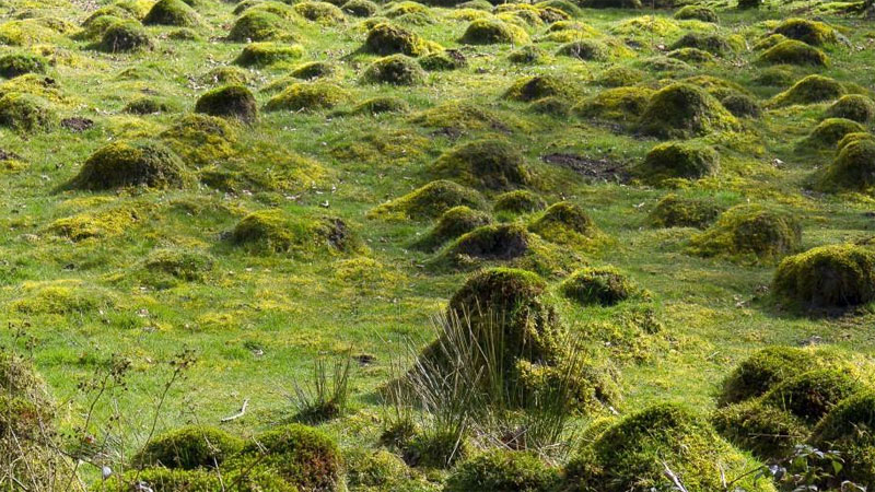 yellow meadow ant mounds