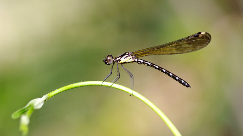 young dragonfly
