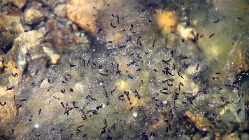 young frog tadpoles